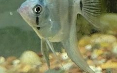 Photo 2 of P. scalare / Philippine Blue Angelfish