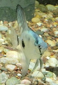 Examples of the fish to be included.