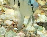 Photo 3 of P. scalare / Philippine Blue Angelfish