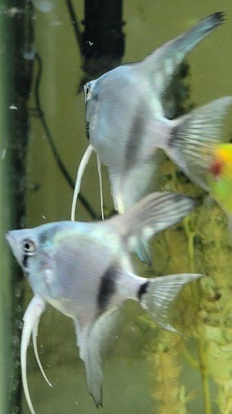 Examples of the fish to be included.
