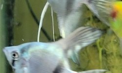 Photo 4 of P. scalare / Philippine Blue Angelfish
