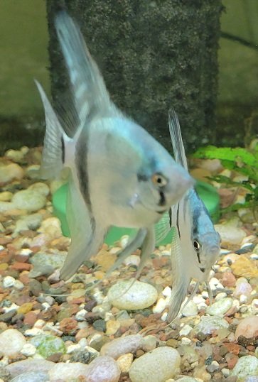 Examples of the fish to be included.