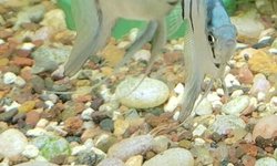 P. scalare / Philippine Blue Angelfish