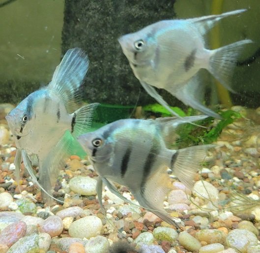 Examples of the fish to be included.