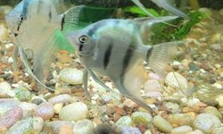 Photo 5 of P. scalare / Philippine Blue Angelfish