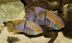 Amatitlania sajica