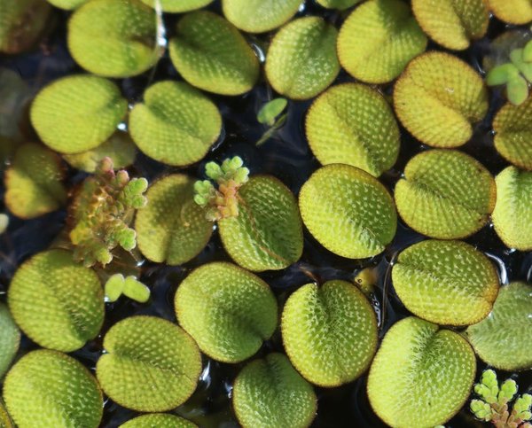 Salvinia Minima (Water Spangles)