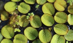 Salvinia Minima (Water Spangles)