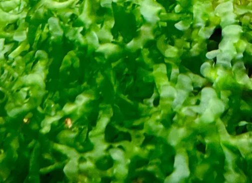 Süsswassertang plant
