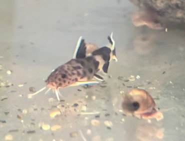 One of the fry