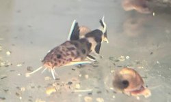 Synodontis lucipinnis - BAP