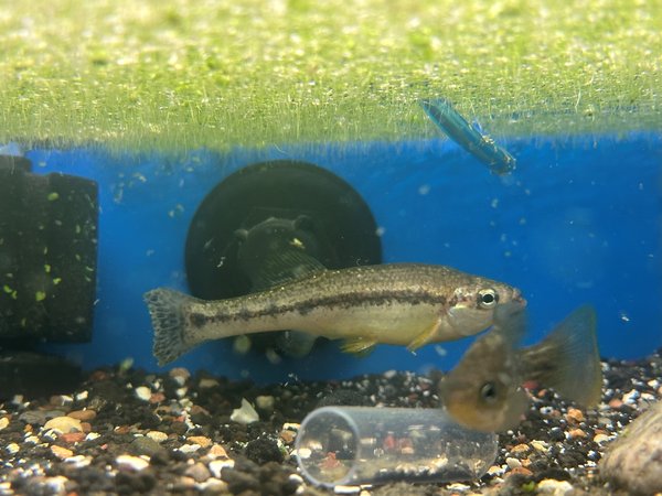Llydon furcidens - Trout Goodeid?