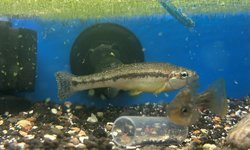 Photo 2 of Llydon furcidens - Trout Goodeid?