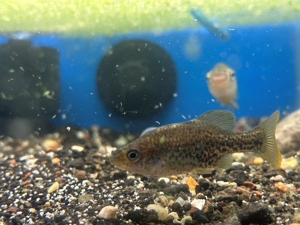Llydon furcidens - Trout Goodeid?