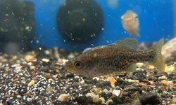 Llydon furcidens - Trout Goodeid?