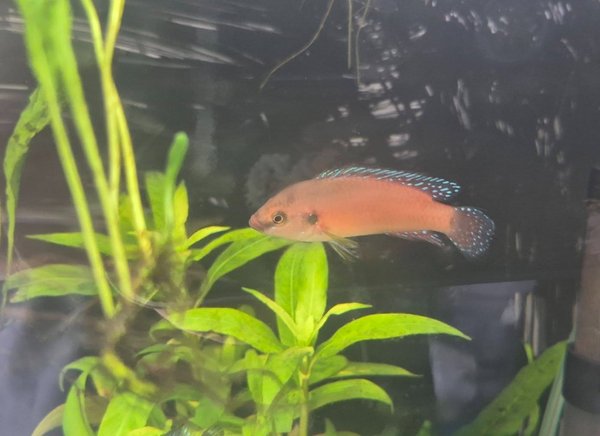 Turkana Jewel Fish Group of Four