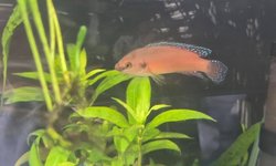 Turkana Jewel Fish Group of Four