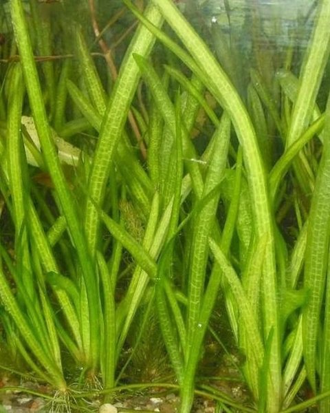 A Vallisneria from another lot