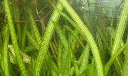 Vallisneria