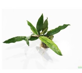 Anubias Barteri Ver Glabra "Pinto"Hybrid