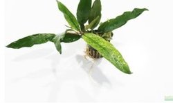 Anubias Barteri Ver Glabra "Pinto"Hybrid