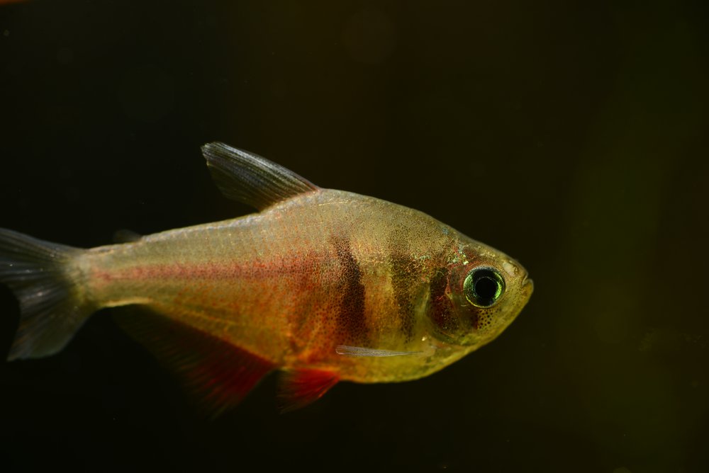 Von Rio flame tetras