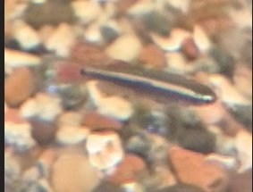 Vietnamese White Cloud Minnow