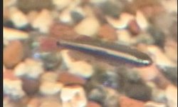 Vietnamese White Cloud Minnow