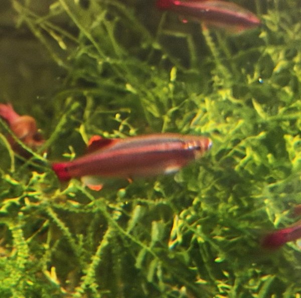 White cloud minnow orange age fins