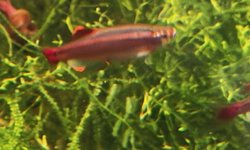 White cloud minnow orange age fins