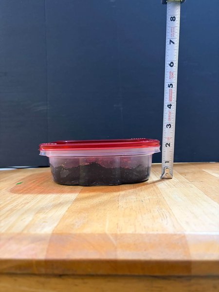 1 x White Worm STARTER Culture A