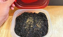 Photo 2 of 1 x White Worm STARTER Culture A