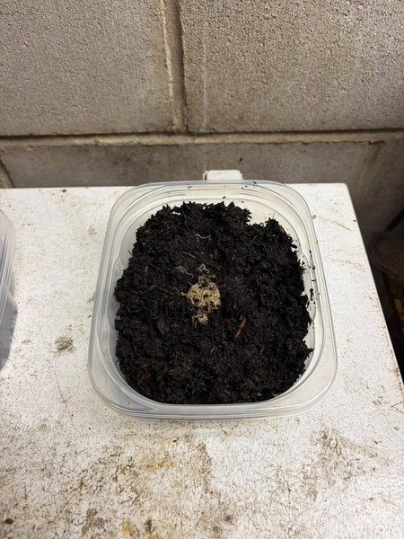 White worm starter culture