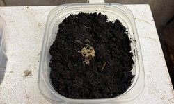 1 x White Worm STARTER Culture A