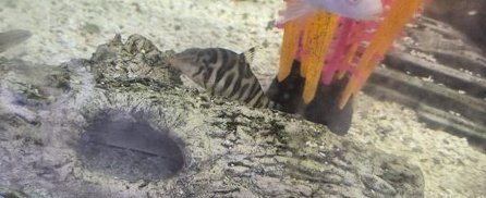 Yo-Yo Loach For Snail Control