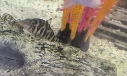 Yo-Yo Loach For Snail Control