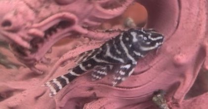 Chocolate Zebra Pleco L 129