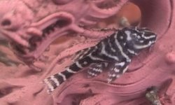 Chocolate Zebra Pleco L 129